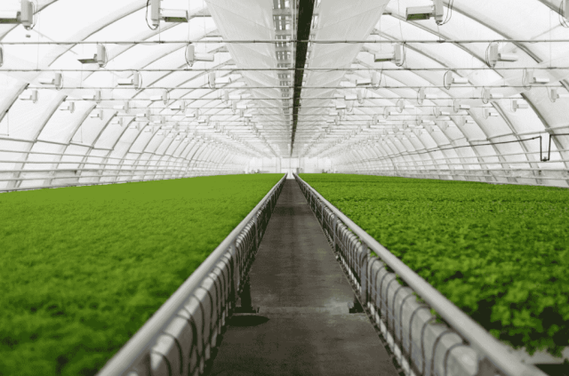 приготвяне на разсад